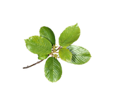 Cascara Sagrada