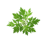 Wormwood